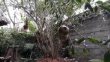 [Binh Bonsai] – Cây lựu | cây môi trường đẹp | Chơi cây ngày tết