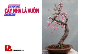 ~[Bậc thầy bonsai] Quá trình khai thác Bonsai Sam Núi, Bonsai Hải Châu, Bonsai nghệ thuật, cây cảnh [Binh Bonsai]