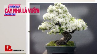 ~ [Bậc thầy bonsai] Quá trình khai thác Bonsai núi Thạch Sanh vẫn vui với những Bonsai đẹp