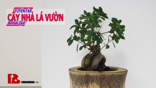 ~[Bậc thầy bonsai] Tác phẩm Bonsai nghệ thuật | Ý tưởng làm bonsai rừng hai tầng Binh Bonsai