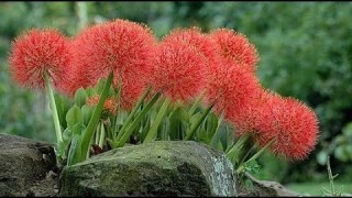 [Binh Bonsai] Cách trồng hoa Hồng tú cầu cực đẹp – Những đồ dùng và công dụng ban đầu trồng Hoa