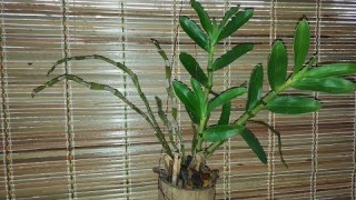 [Binh Bonsai] Cách trồng phong lan lên giò tre – ống tre tuyệt đẹp – phong lan đẹp – binh art