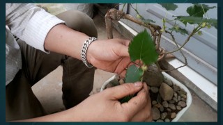 [Binh Bonsai] – Cây Dâu bonsai giá 1$ | Cây dâu – cây phong thủy – Cây dâu trừ tà