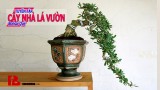 [Binh Bonsai] Cây nhà lá vườn – Bonsai thú vui tao nhã