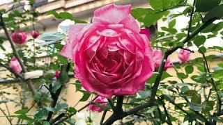 [Binh Bonsai] Giật mình với cây hồng cổ vân khôi tiền tỷ