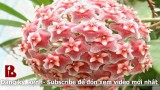 [Binh Bonsai] Làm cách này bạn sẽ có một giò phong lan cực đẹp trên gỗ – Kỳ lạ những đồ dùng ban đầu