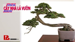 ~[Binh Bonsai] Những bước ban đầu để làm tác phẩm bonsai đẹp bonsai nghệ thuật Binh Bonsai
