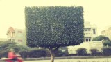 [Binh Bonsai] – Những kiểu dáng cây môi trường ai cũng làm được – cây cảnh đón tết