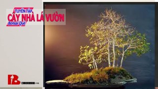 [Binh Bonsai] Tuyển tập Cây nhà lá vườn – Khai thác Bonsai núi như thế nào